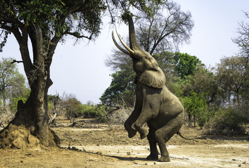 Hananh-Rayner-Mana-Pools-Elephant