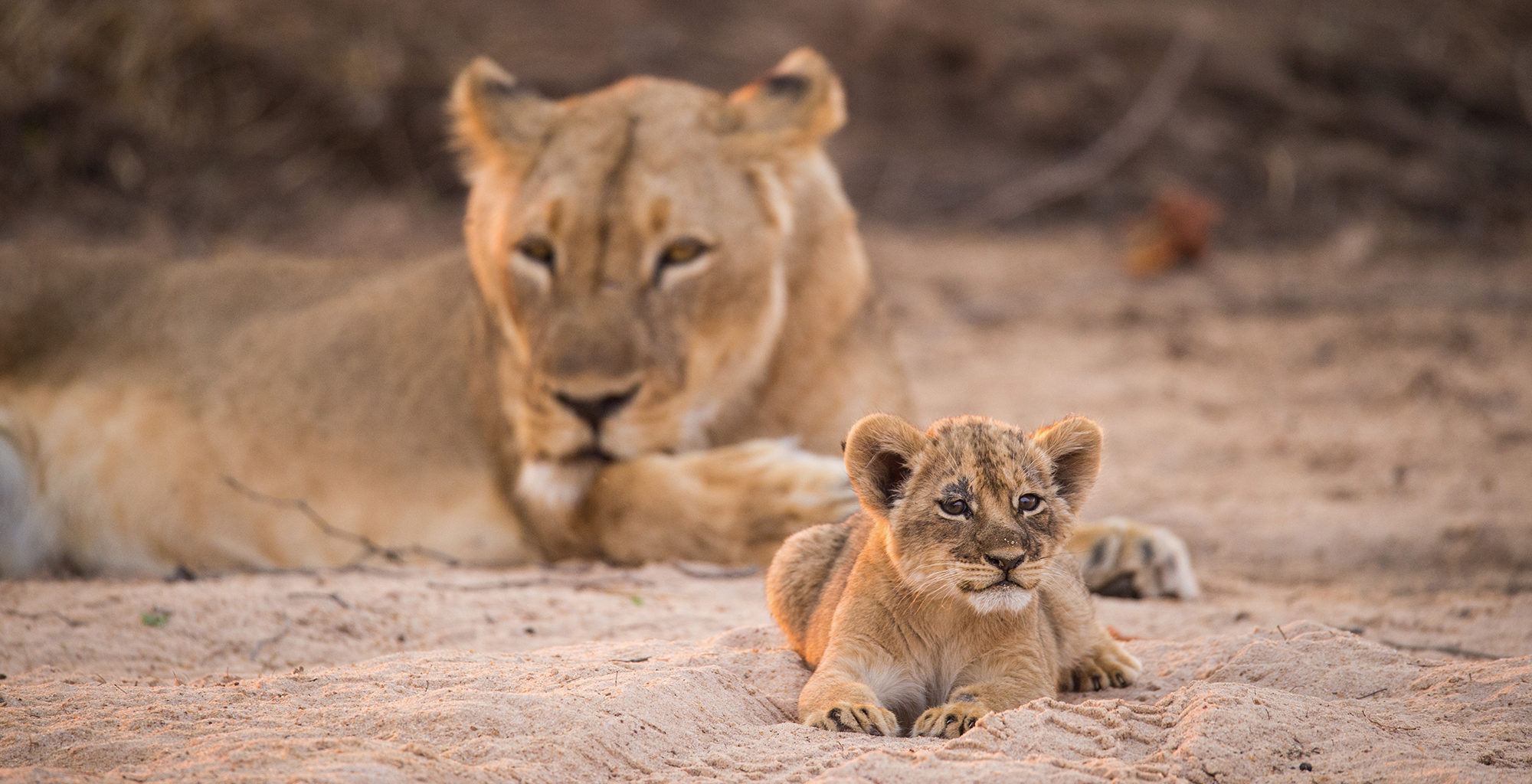 Zimbabwe-Chikwenya-Wildlife-Lion-Cub