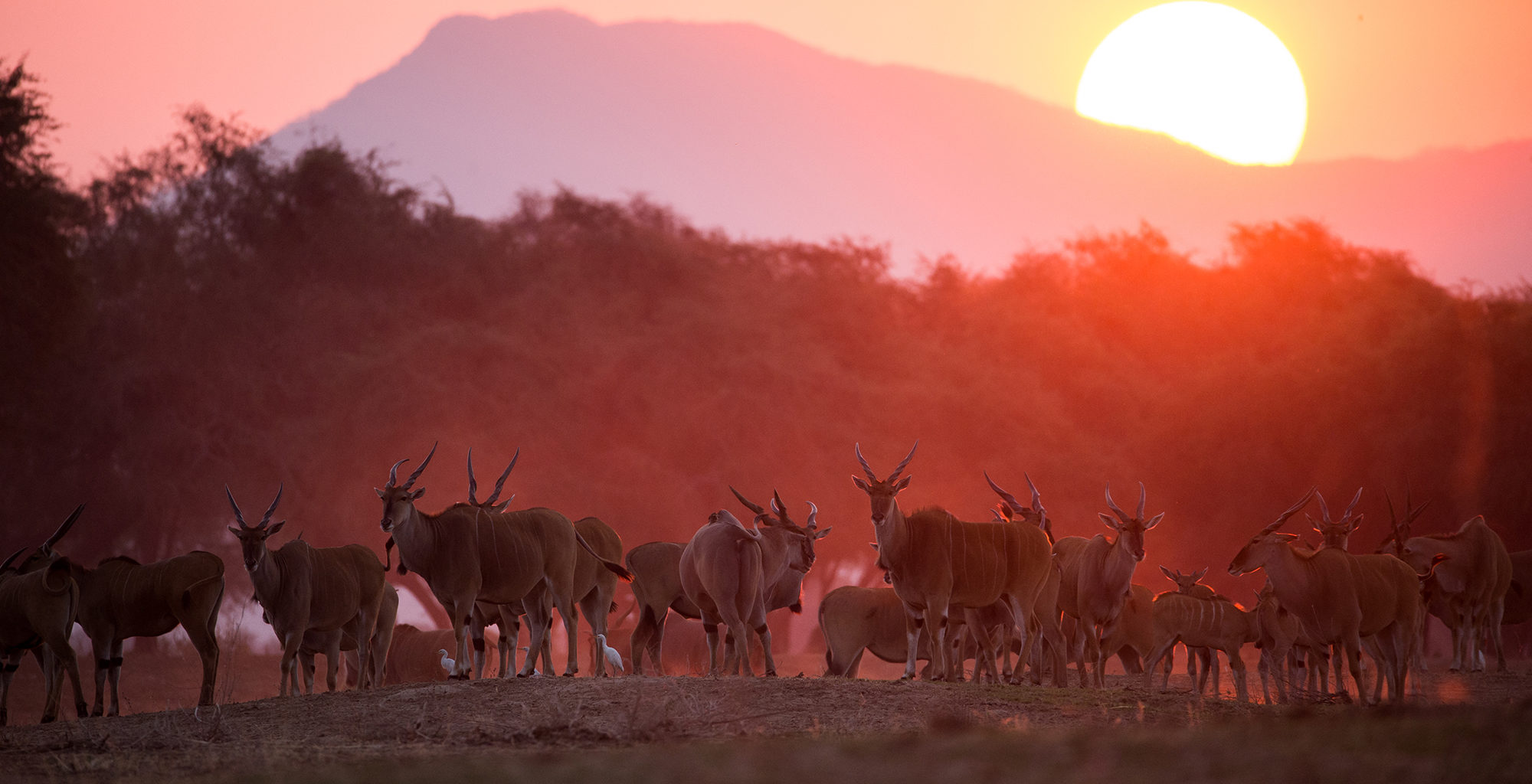 Zimbabwe-Chikwenya-Wildlife-Sunset