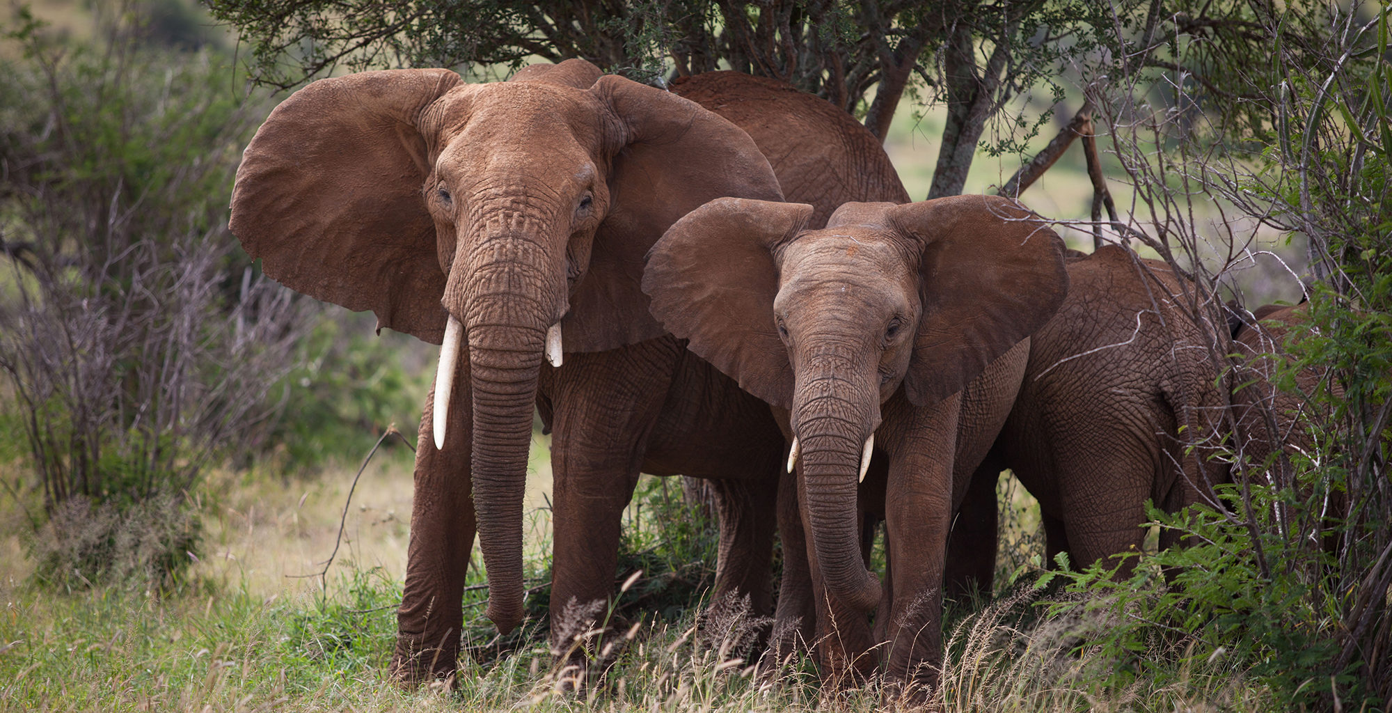 Kenya-Loisaba-Lodo-Springs-Wildlife-Elephant