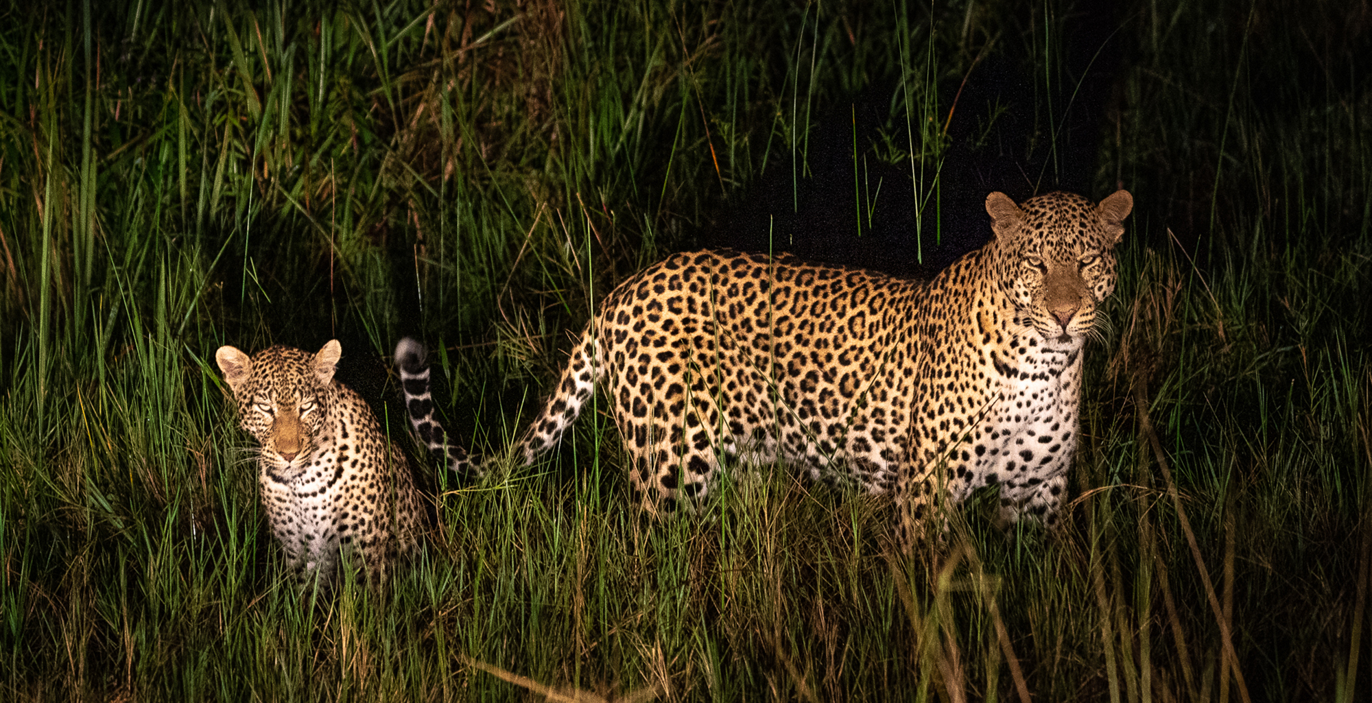 Rwanda-Magashi-Camp-Wildlife-Leopard-Night