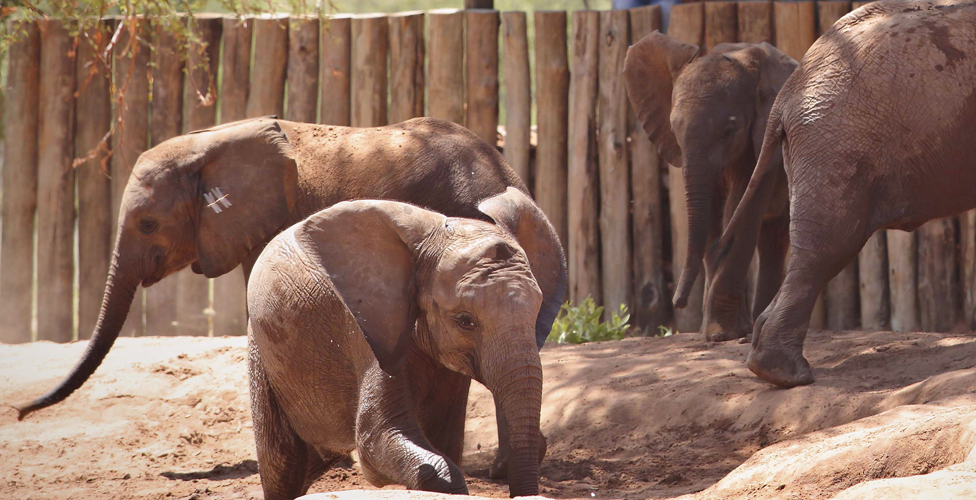 Kenya-Sarara-Treehouses-Namunyak-Elephant