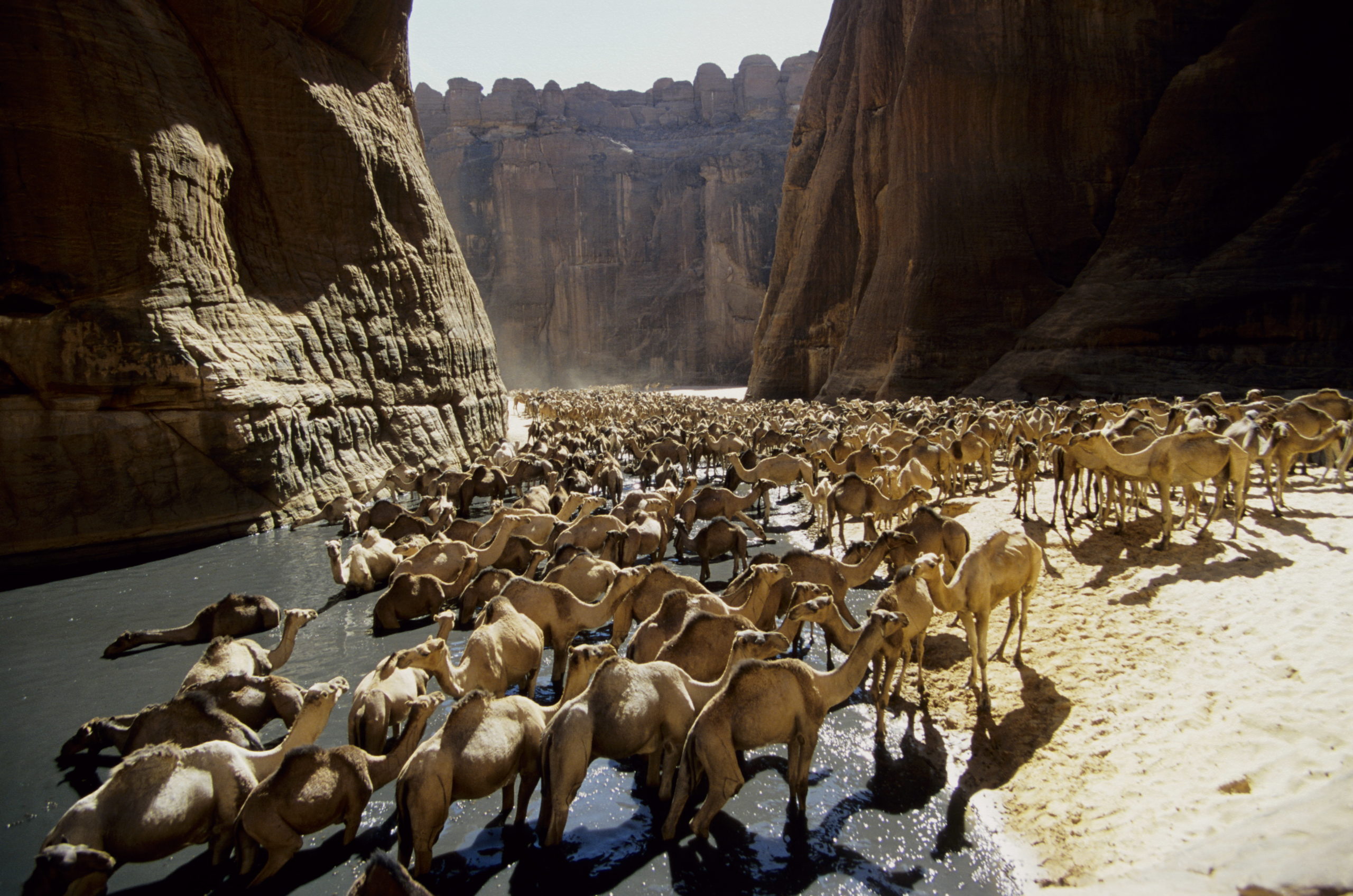 Оазис животные. Оазис Гельта д Аршей в пустыне сахара Чад. Оазис Гельта д Аршей. Парк Закума Чад. Оазис в пустыне Верблюды.