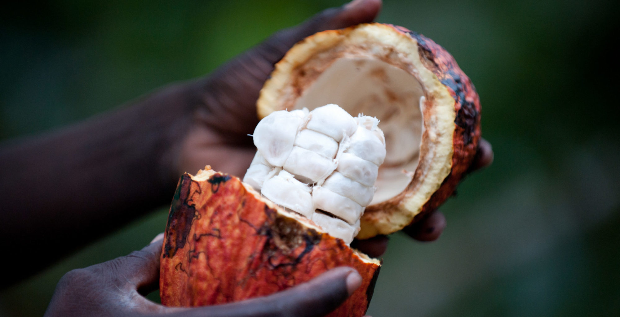 Principe island - Fresh Cocoa