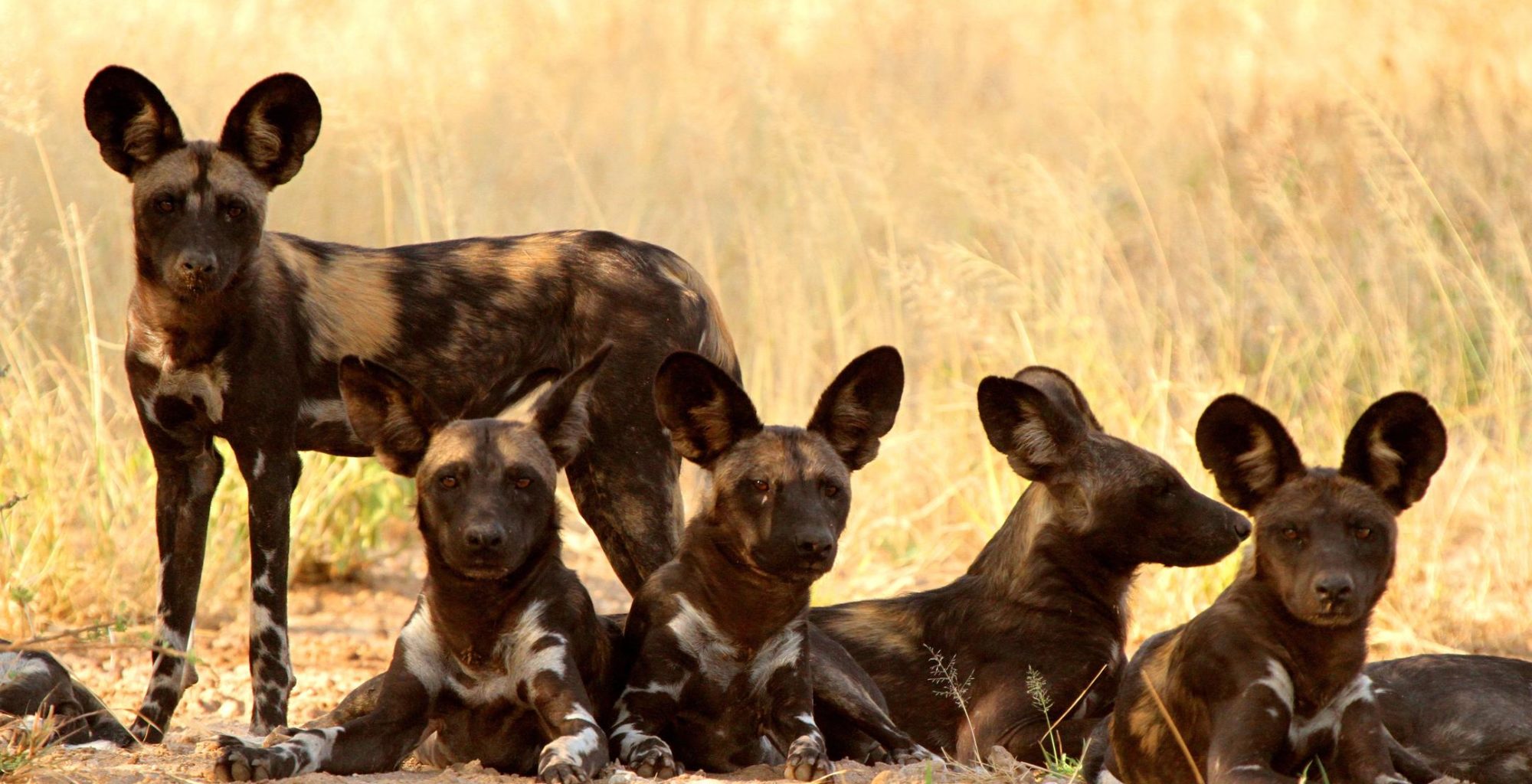 Legendary Mila Tented Camp, Tanzania