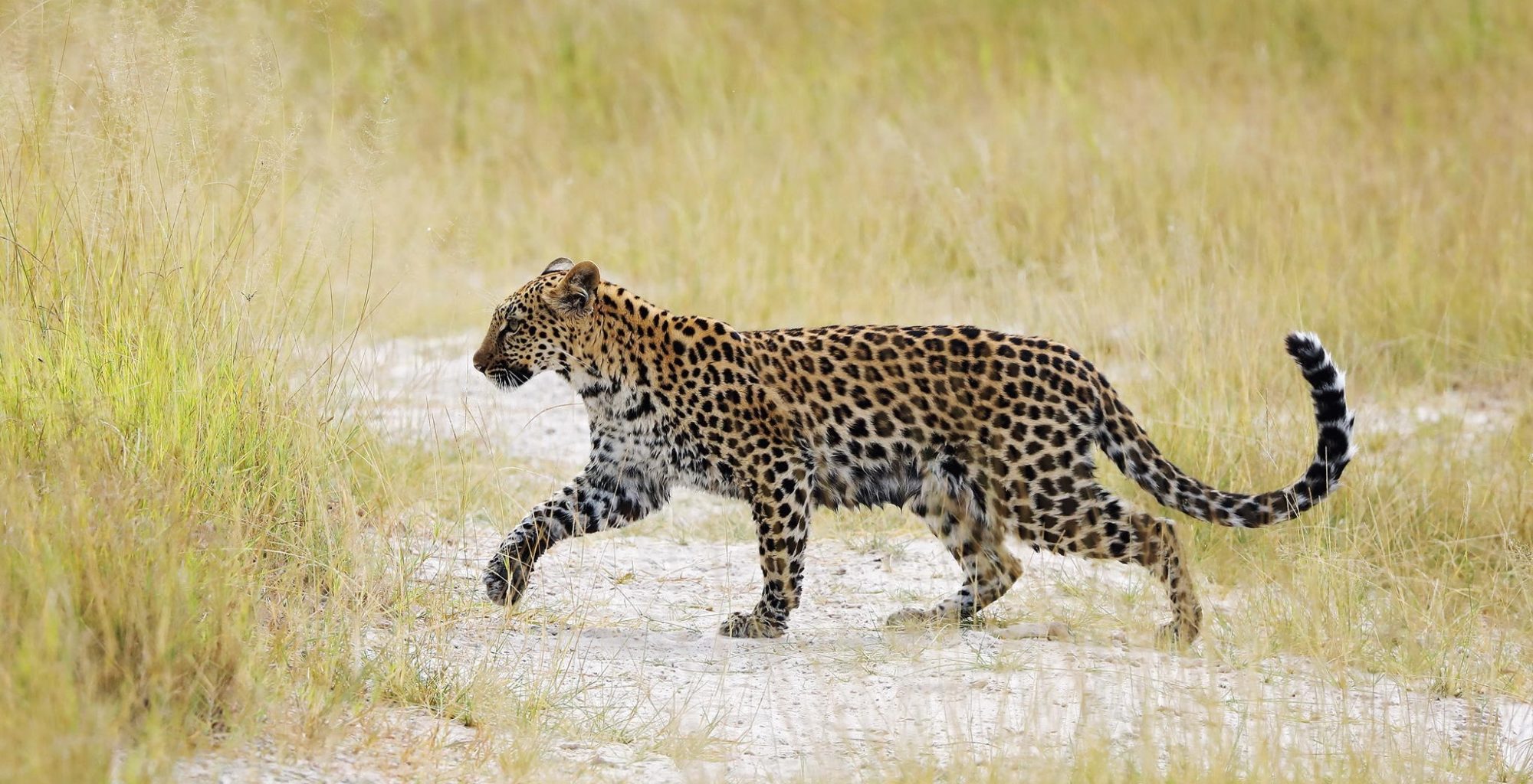 Duke's Camp in the Okavango Delta, Botswana