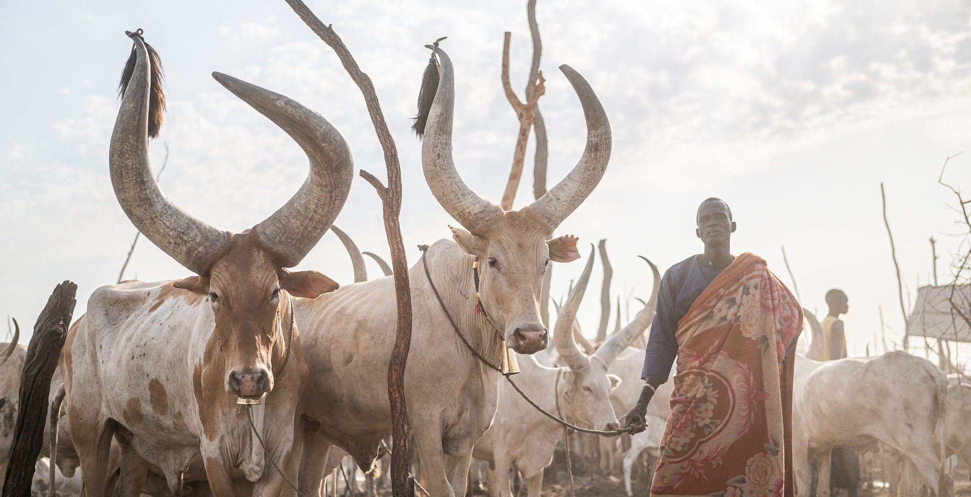 South Sudan, Dinka Cattle Camp © Kyle de Nobrega